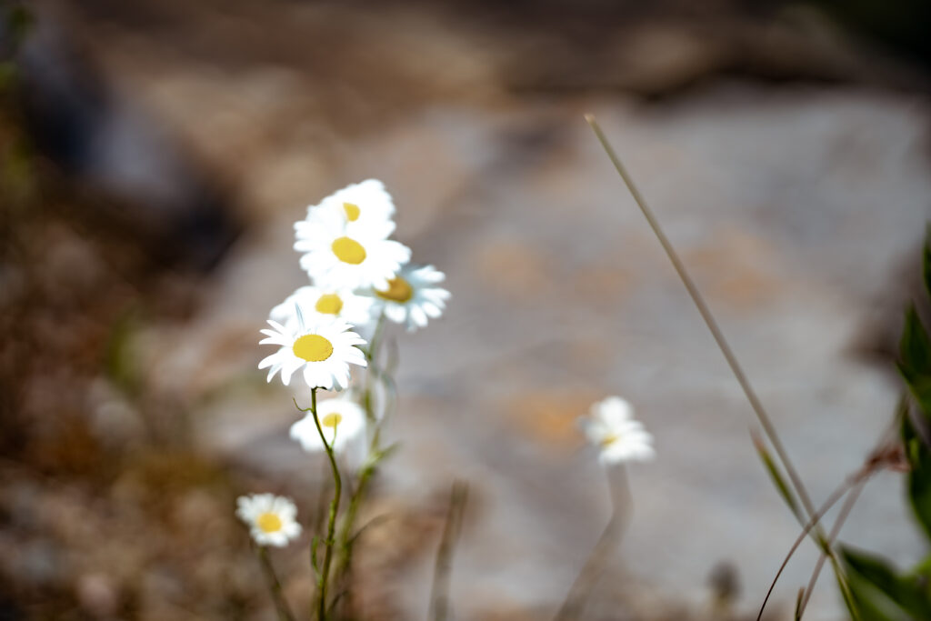 White Daisy