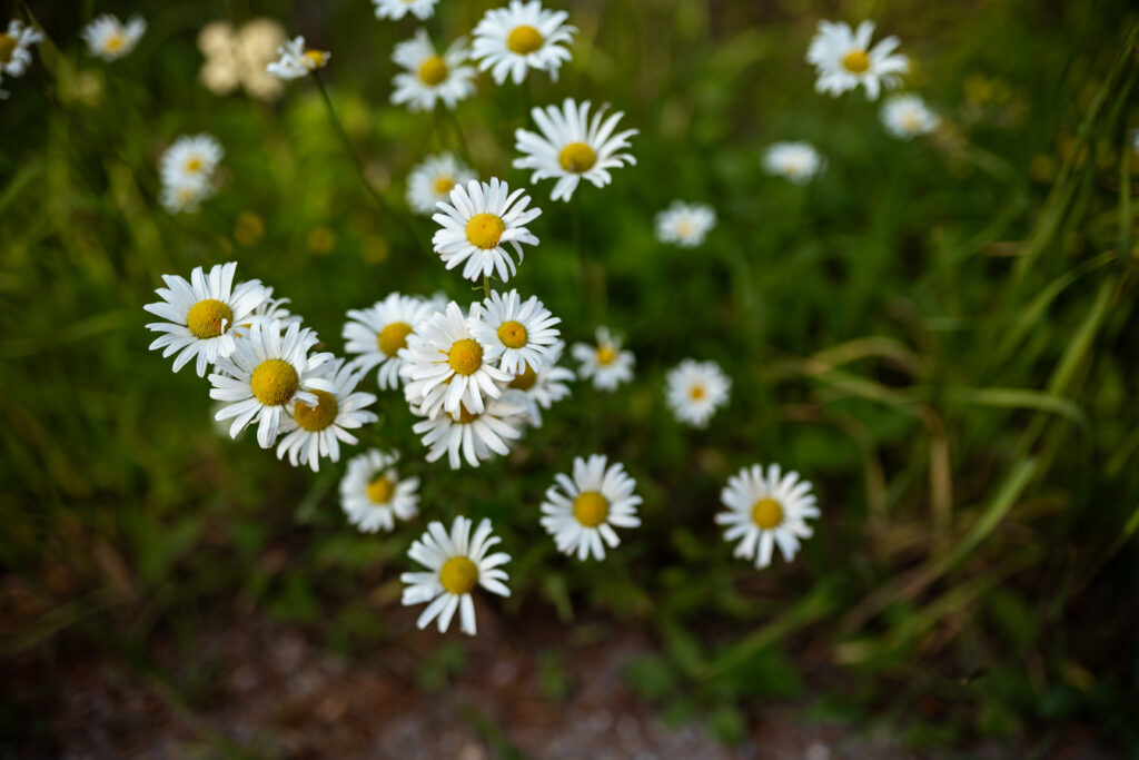 Flowers. 